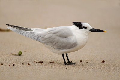 Sandwich Tern