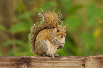 Eastern Gray Squirrel