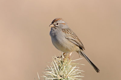 Rufous-winged Sparrow