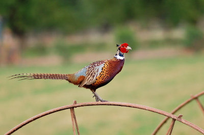 Ring-necked Pheasant