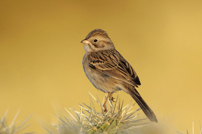 Brewer's Sparrow