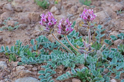 Holmgren Milkvetch