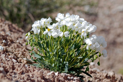 Dwarf Bear-poppy