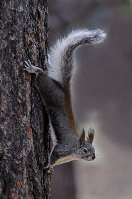 Abert's Squirrel