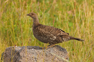 Dusky Grouse