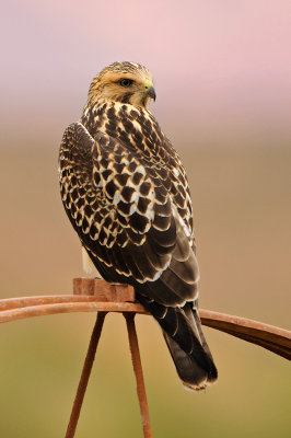 Swainson's Hawk