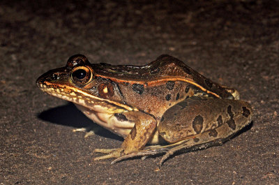 Southern Leopard Frog