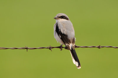 Loggerhead Shrike