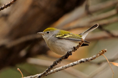 Chestnut-sided Warbler