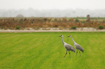 Sandhill Cranes