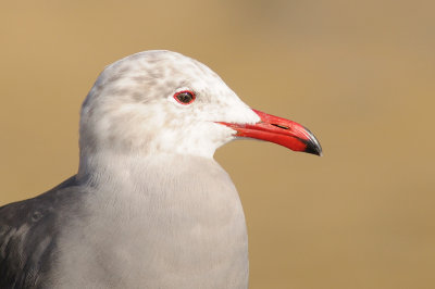 Heermann's Gull