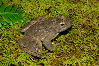 Foothills Yellow-legged Frog