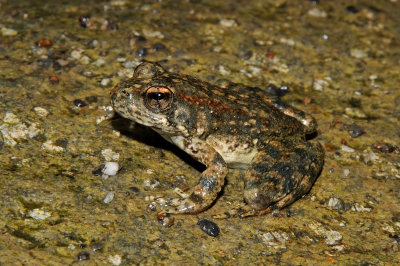 Foothills Yellow-legged Frog