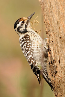 Ladder-backed Woodpecker