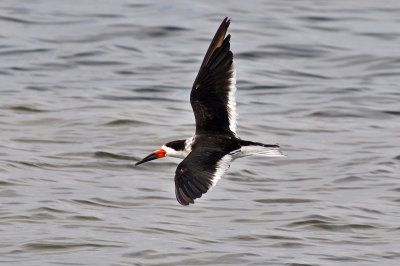 Black Skimmer