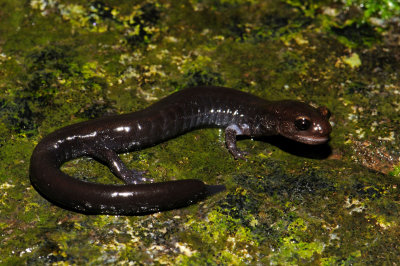 Del Norte Salamander