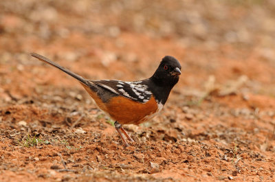 Spotted Towhee