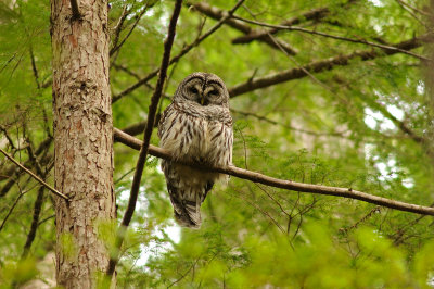 Barred Owl