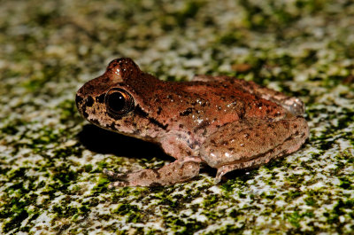 Coastal Tailed Frog