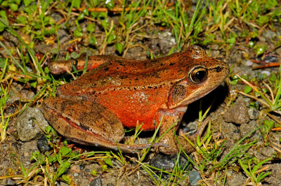 Northern Red-legged Frog