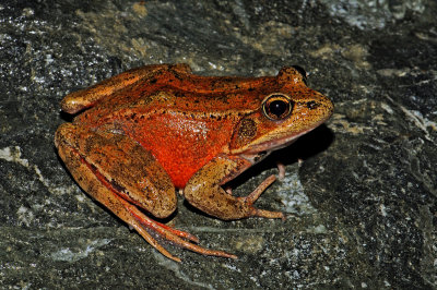 Northern Red-legged Frog