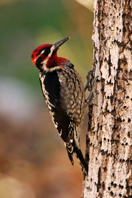 Red-naped x Red-breasted Sapsucker hybrid