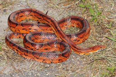 Red Cornsnake