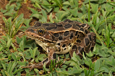 Northern Leopard Frog