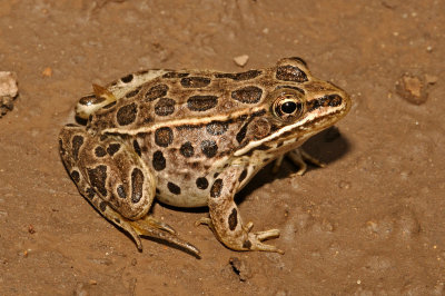 Northern Leopard Frog