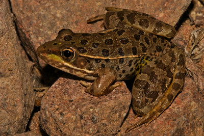 Lowland Leopard Frog