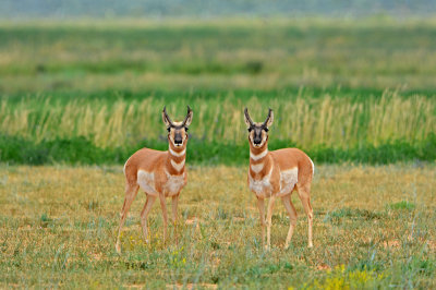 Pronghorn