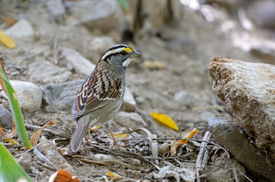 White-throated Sparrow