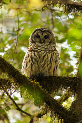 Barred Owl