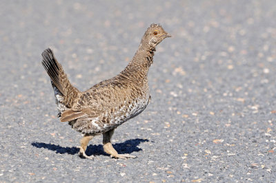 Dusky Grouse