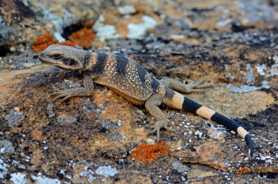 Common Chuckwalla