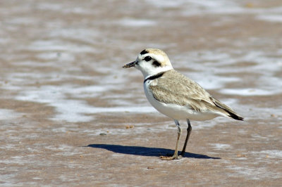 Snowy Plover