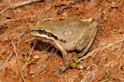 Northern Baja California Treefrog