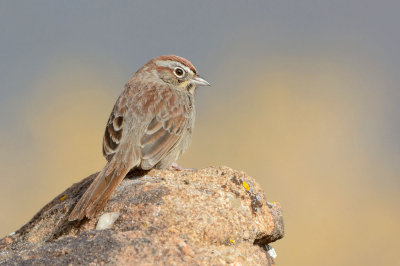 Rufous-crowned Sparrow