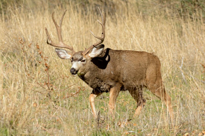 Mule Deer