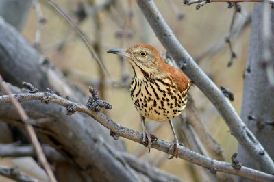 Brown Thrasher