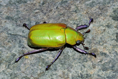 Beyer's Scarab Beetle