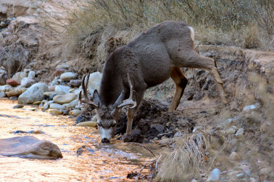 Mule Deer