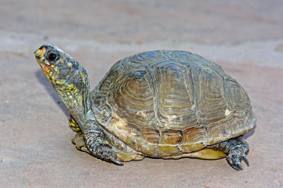 Three-toed Box Turtle