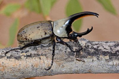 Western Hercules Beetle