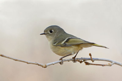 Ruby-crowned Kinglet