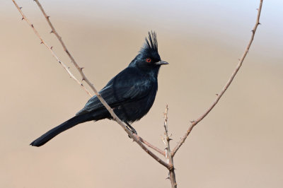 Phainopepla