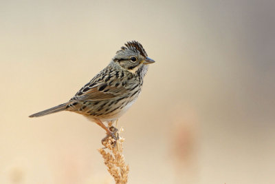 Lincoln's Sparrow