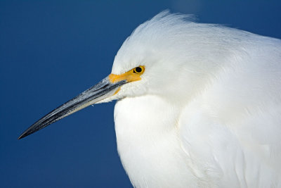 Snowy Egret