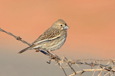 Lark Bunting