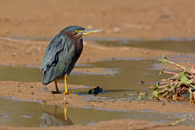 Green Heron